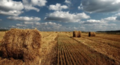 У Януковича намерены разрешить продажу сельхозземель в следующем году