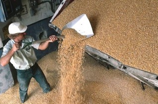 Єгипет повідомив про зупинення закупівель пшениці в Україні та Казахстані через різке зростання цін на культуру у цих країнах.