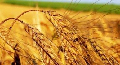 Главным поставщиком зерна в Грузию вместо России станет Украина