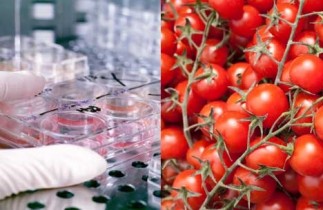 В Киеве откроют лабораторию по исследованию продуктов на наличие ГМО
