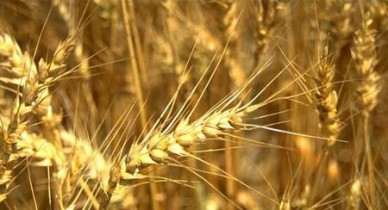 За год цены на зерновые выросли на 50-100%