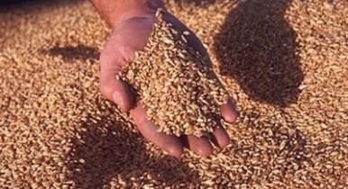 Один из крупнейших зернотрейдеров оспорил распределение экспортных квот