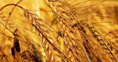 Украина переходит на новый метод регулирования рынка зерна