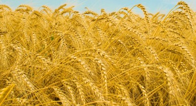 Государственный зернотрейдер «ХлебИнвестбуд» вошел в ТОП-5 экспортеров пшеницы 2