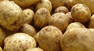 Азаров считает необходимым увеличить долю промышленно выращенного картофеля на рынке