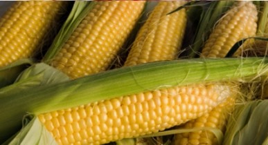Правительство обнародовало на сайте постановление об отмене квотирования экспорта кукурузы