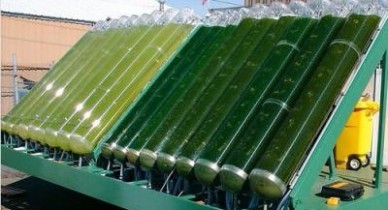 Эксперт рассказала о потенциале украинского рынка биотоплива