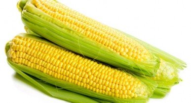 Украину ожидает рекордный урожай кукурузы