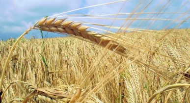 ООН прогнозирует рост экспорта пшеницы в Украине более чем в два раза
