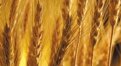 Причерноморское зерно займет пятую часть мирового рынка