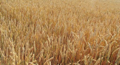 Украина, Россия и Казахстан перегонят США по экспорту пшеницы