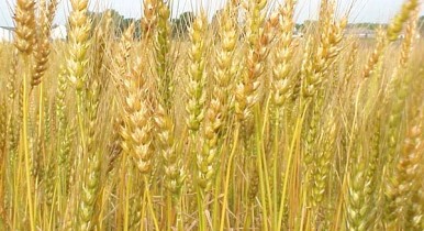 Экспорт пшеницы из Украины упал в три раза до 3,4 млн тонн