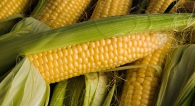 Украина втянута в громкий скандал с поставками ГМ-кукурузы