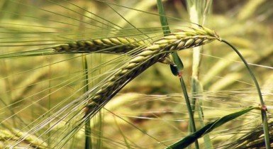 Независимый экспертный совет определил справедливые цены на зерно