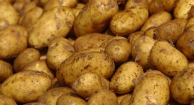 В Украине планируют собрать 20 млн тонн картофеля