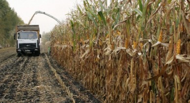 Украина может собрать в этом году рекордный урожай кукурузы