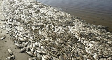 Фукусима: паника из-за зараженной рыбы