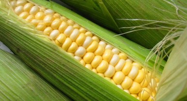 Украинская кукуруза пробилась на китайский зарновой рынок.