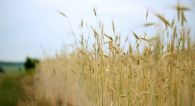 Понижения урожая зерновых в Украине приведет к росту цен на продовольствие.