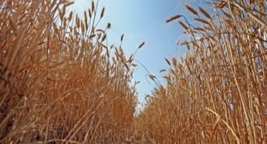 К чему приведет запрет на экспорт пшеницы.
