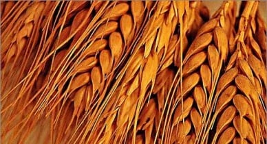 Украина повременит с запретом экспорта пшеницы.