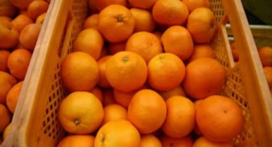 Украина уменьшила пошлину на грузинские мандарины.