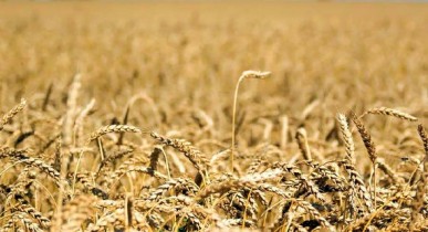 Украина к 2021 году нарастит экспорт пшеницы на 129%.