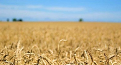 ЕБРР поддерживает создание зерновой G20 с участием Украины.
