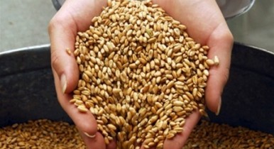 Экспорт зерна в Украине в 2013 году может стать рекордным.