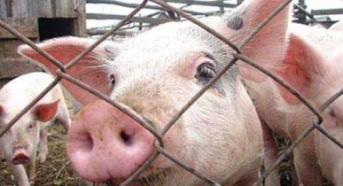 Украина запретила ввоз свинины из Беларуси.