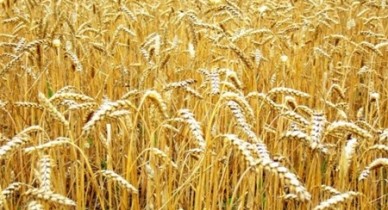 Чехия заинтересовалась украинским зерном.