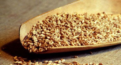 Кабмин предлагает упростить процедуру сертификации зерна.