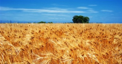 Арбузов прогнозирует урожай зерна 53-54 млн тонн.