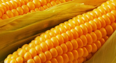 Цены на кукурузу обвалились до 3-летнего минимума.