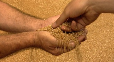 Азаров решил сделать Украину мировым лидером по экспорту зерна.