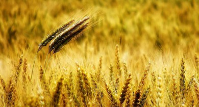 Украина и Россия вернулись к идее создания зернового пула.