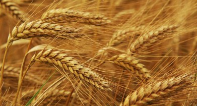 Китай может стать крупнейшим импортером пшеницы из-за порчи урожая.