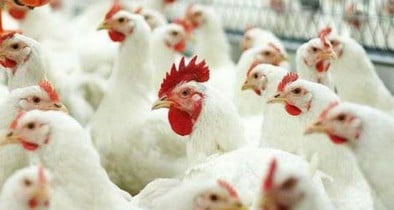 Украинские производители начнут экспорт курятины в ЕС с 24 июля.