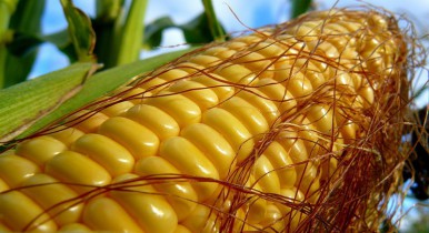Украина в этом году соберет рекордные 25 млн тонн кукурузы.