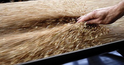 Мировые цены на зерновые упали в среднем на 24,1%.