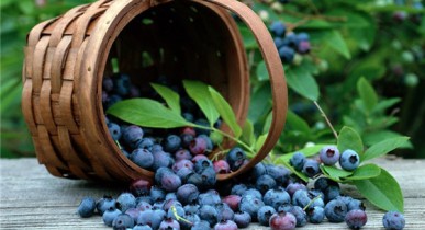 Украинцев до 2 сентября не будут пускать в леса Беларуси для сбора ягод.