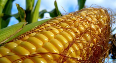 Цены на кукурузу достигли минимальных значений за три года.