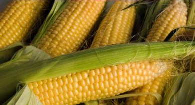 Украина может войти в тройку крупнейших экспортеров кукурузы.
