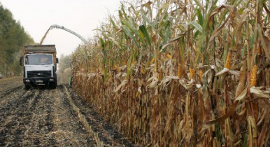 Украина начала уборку кукурузы.