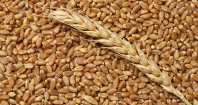Экспортный потенциал Украины составляет более 30 млн тонн зерна.