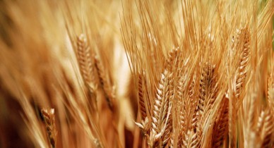 Минагропрод повысил прогноз сева озимых зерновых под новый урожай.