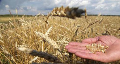 Минагрополитики повысило прогноз урожая зерна на 1,6%.