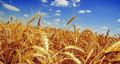 Австралия снизила прогноз урожая и экспорта пшеницы.