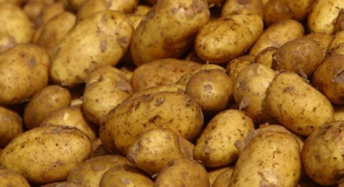 Производство картофеля в Украине выросло на 4%, овощей — сократилось 2,1%.
