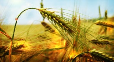 Иностранцы за полгода вложили в сельское хозяйство Украины 152,2 млн долларов.